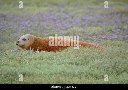 Guarnizioni di tenuta in prossimità di Burnham on Crouch Foto Stock