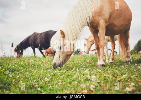 Cavalli al pascolo. Allevamento di cavalli in miniatura sul pascolo. Foto Stock