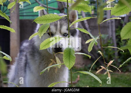 'Ti vedo' Foto Stock