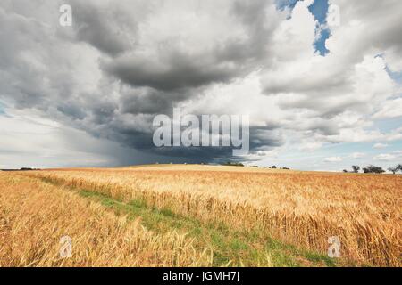 La tempesta è venuta. Le cattive condizioni meteo e mature campi di cereali. Foto Stock