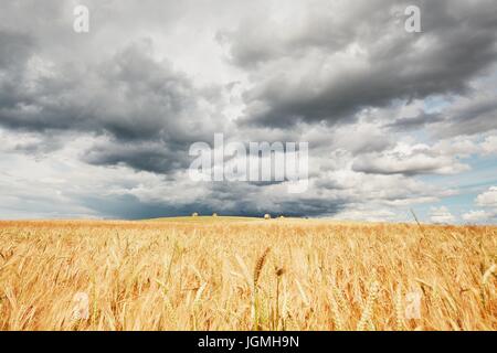 La tempesta è venuta. Le cattive condizioni meteo e mature campi di cereali. Foto Stock