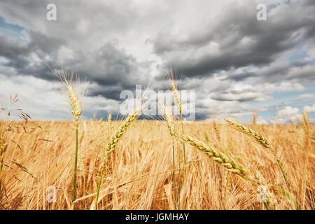 La tempesta è venuta. Le cattive condizioni meteo e mature campi di cereali. Foto Stock