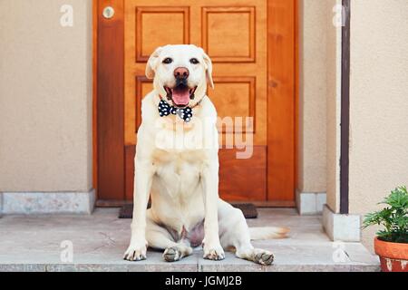 Cane con il filtro bow tie. Felice labrador retriever seduti davanti alla casa. Foto Stock