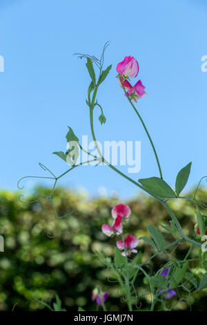 Pisello dolce testa di fiori per il cielo ... Lathyrus odoratus Foto Stock