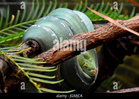 Spiralata serpente verde su un ramo Foto Stock