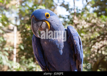 Ara Giacinto (Anodorhynchus hyacinthinus), Aka hyacinthine macaw, un pappagallo nativi a Centrale e Orientale del Sud America, allo Zoo di Asunción, Paraguay Foto Stock