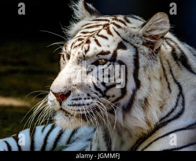 La tigre bianca o imbianchiti tiger (Panthera tigris tigris) Bengala. Close-up del viso, profilo. Foto Stock