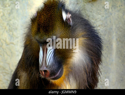 Mandrill (Mandrillus sphinx) Primate di close-up, guardando verso il basso con espressione triste Foto Stock