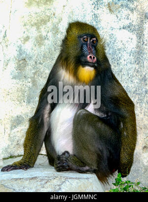 Mandrill (Mandrillus sphinx) Primate seduta nel contenitore. Colorfull faccia. Occhi vivaci. Espressione triste Foto Stock
