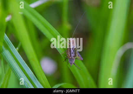 Vicino la casa cricket (Acheta domestica) nella foresta tropicale Foto Stock
