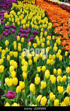 Bella di tulipani nei giardini dalla baia, Singapore Foto Stock