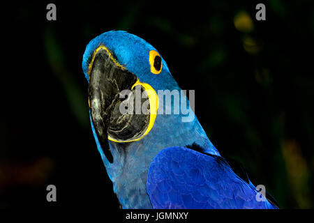 Ara Giacinto (Anodorhynchus hyacinthinus), o hyacinthine macaw con vivaci e deep blue piume. Foto Stock