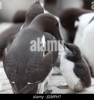 Guillemot, (Common Murre, Uria aalge), genitore e bambino, farne isole, Northumbria, Inghilterra, Regno Unito. Foto Stock