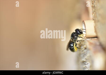 Resina solitaria ape (Heriades crenulatus) portando resina per il suo nido in una cava levetta reed per creare le petizioni della sua cellula uovo pareti. Immissione Foto Stock