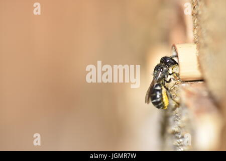 Resina solitaria ape (Heriades crenulatus) portando resina per il suo nido in una cava levetta reed per creare le petizioni della sua cellula uovo pareti. Immissione Foto Stock