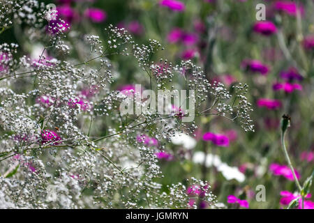 Gypsophila paniculata con Lychnis coronaria Rose Campion fiori giardino Foto Stock