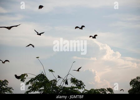 Fox pipistrelli in volo la sera Foto Stock