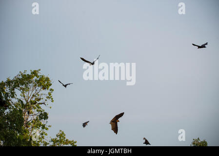 Fox pipistrelli nel cielo di sera Foto Stock