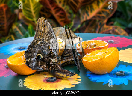 Farfalle giganti esotiche tropicali di gufo, Caligo Telamonious memnon, che si nutrono di arance Foto Stock