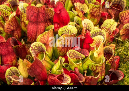 Primo piano di Sarracenia carnivore purpurpurea piante tropicali carpice o calze tartaruga o pianta nord carpice, Nepenthes o coppa scimmia Foto Stock