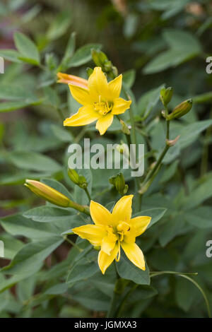 Hemerocallis. Daylily giallo dei fiori in un confine erbacee Foto Stock