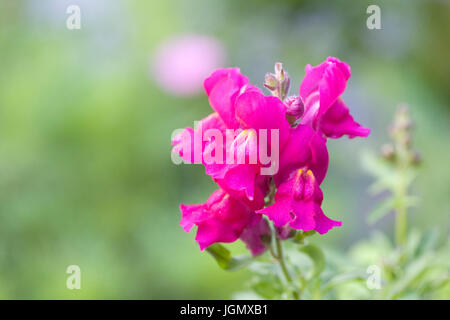 Rosa Antirrhinum majus. Bocca di Leone comune in un confine di fiori. Foto Stock