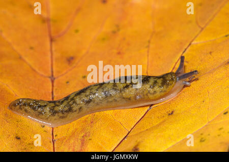 Un adulto giallo (slug Limax flavus) che strisciano sulla golden Foglie di autunno in un giardino in Sowerby, North Yorkshire. Novembre. Foto Stock