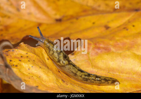 Un adulto giallo (slug Limax flavus) che strisciano sulla golden Foglie di autunno in un giardino in Sowerby, North Yorkshire. Novembre. Foto Stock