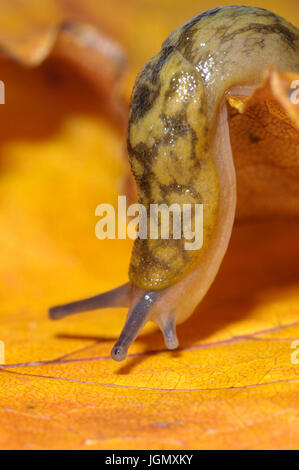 Un adulto giallo (slug Limax flavus) che strisciano sulla golden Foglie di autunno in un giardino in Sowerby, North Yorkshire. Novembre. Foto Stock