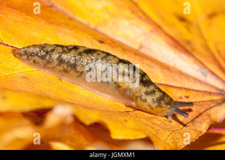 Un adulto giallo (slug Limax flavus) che strisciano sulla golden Foglie di autunno in un giardino in Sowerby, North Yorkshire. Novembre. Foto Stock