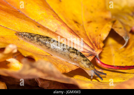 Un adulto giallo (slug Limax flavus) che strisciano sulla golden Foglie di autunno in un giardino in Sowerby, North Yorkshire. Novembre. Foto Stock