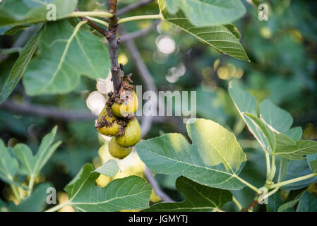 Close up di fig tree ramo con frutti maturi e gruppo di molte api di mangiare il fuoco selettivo Foto Stock