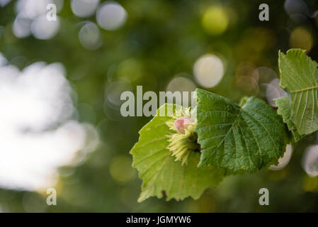 Close up acerba frutta nocciole sul ramo di albero con foglie verdi messa a fuoco selettiva Foto Stock