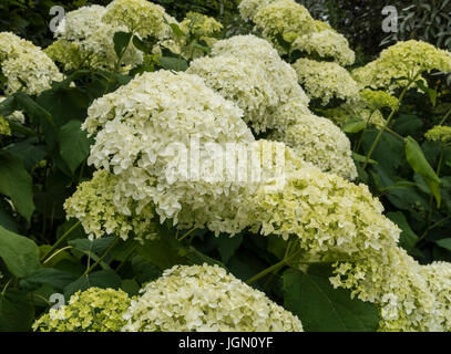 Hydrangea arborescens annabelle Foto Stock