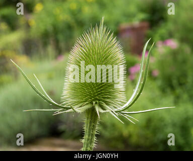 Comune (teasel Dipsacus fullonum, syn. Dipsacus sylvestris) Foto Stock