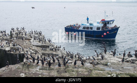 Gli amanti del birdwatching un' imbarcazione vicino alle scogliere coperte con i puffini e Guillemots Foto Stock