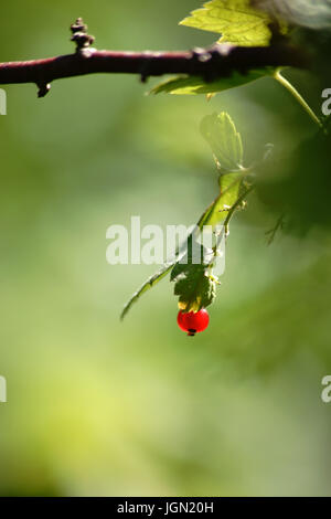 Un singolo mature a bacca rossa di ribes in luce posteriore. Foto Stock