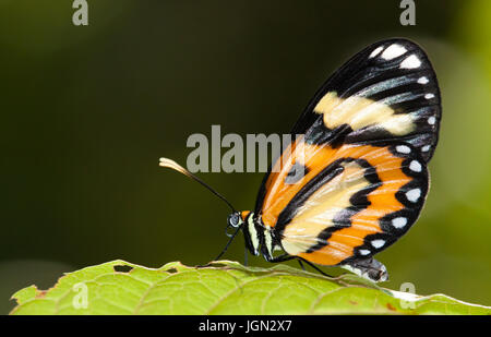 Farfalla su una foglia di ripresa macro contro sfondo verde scuro Foto Stock