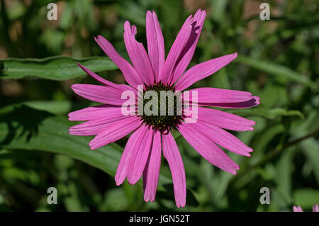 Echinacea in giardino. Si tratta di un genere o di un gruppo di piante erbacee piante fiorite in famiglia a margherita. Foto Stock