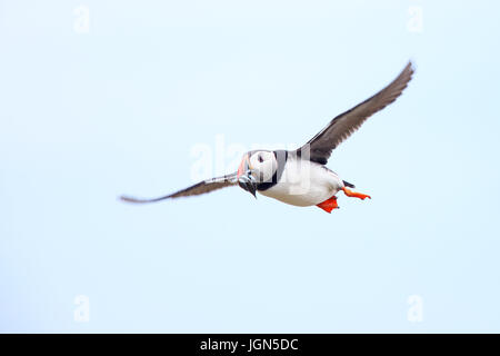 Atlantic Puffin (Fratercula arctica), in volo con un becco pieno di cicerelli, farne isole, Northumbria, Inghilterra, Regno Unito. Foto Stock