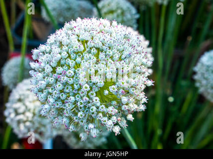 Primo piano di Allium Ampeloprasum, fiori di porro selvatico Foto Stock