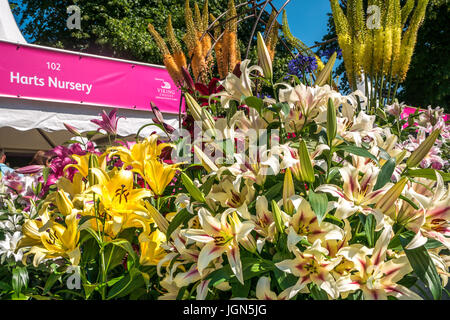 Mostra Lily Flower e stand by Harts Nursery, RHS Hampton Court Flower Show, Londra, Inghilterra, Regno Unito Foto Stock