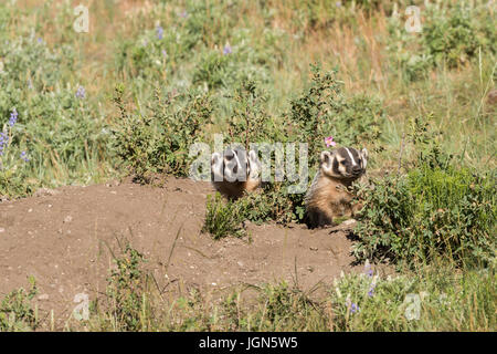 Badgers in den Foto Stock