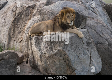 Maschio di leone su kopje, Serengeti National Park, Tanzania Foto Stock