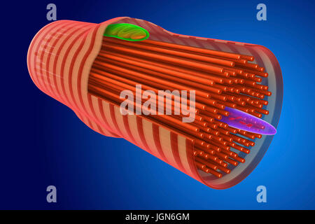 Illustrazione di un muscolo cardiaco di cella, che mostra la struttura interna, visto qui sono myofibrils (rosso), il nucleo (viola), un mitocondrio (verde) e le fasce di parete cellulare. Il muscolo cardiaco è sotto il controllo del subconscio e continuamente i contratti per pompare il sangue in tutto il corpo senza stancarsi. Foto Stock