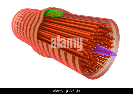 Illustrazione di un muscolo cardiaco di cella, che mostra la struttura interna, visto qui sono myofibrils (rosso), il nucleo (viola), un mitocondrio (verde) e le fasce di parete cellulare. Il muscolo cardiaco è sotto il controllo del subconscio e continuamente i contratti per pompare il sangue in tutto il corpo senza stancarsi. Foto Stock