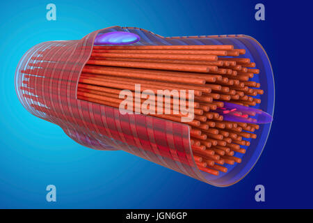 Illustrazione di un muscolo cardiaco di cella, che mostra la struttura interna, visto qui sono myofibrils (rosso), il nucleo (centro destra), un mitocondrio (top) e le fasce di parete cellulare. Il muscolo cardiaco è sotto il controllo del subconscio e continuamente i contratti per pompare il sangue in tutto il corpo senza stancarsi. Foto Stock