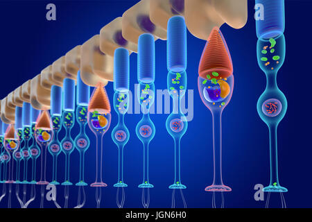 Illustrazione di asta (rosso) e il cono (blu) cellule fotorecettrici nella retina umana. Le aste sono sensibili a monocromatico e a bassi livelli di luminosità, mentre i coni in grado di rilevare il colore Foto Stock