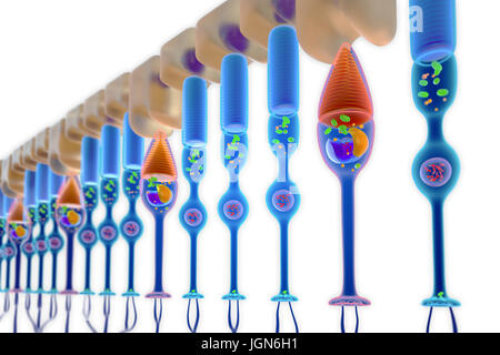 Illustrazione di asta (rosso) e il cono (blu) cellule fotorecettrici nella retina umana. Le aste sono sensibili a monocromatico e a bassi livelli di luminosità, mentre i coni in grado di rilevare il colore Foto Stock