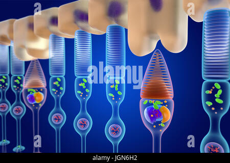 Illustrazione di asta (rosso) e il cono (blu) cellule fotorecettrici nella retina umana. Le aste sono sensibili a monocromatico e a bassi livelli di luminosità, mentre i coni in grado di rilevare il colore Foto Stock